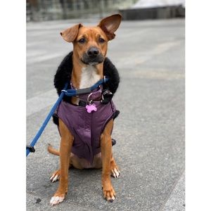 Canada Pooch Urban Wax Parka Magenta
